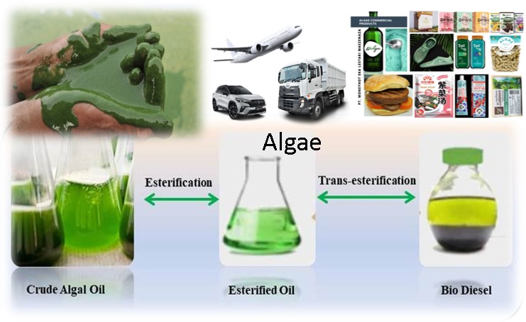 Algae