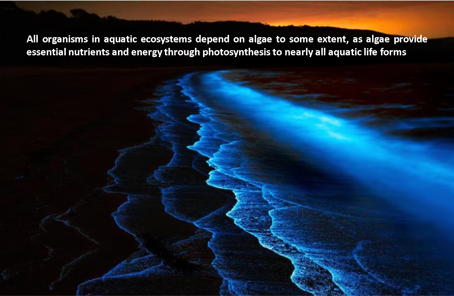 Blue Algae Bloom