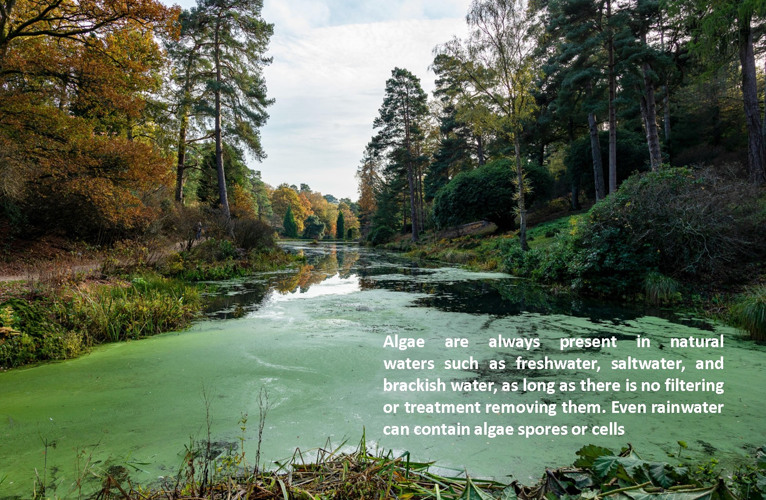 Green Algae Bloom