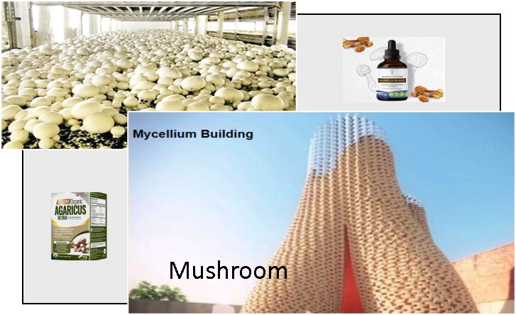 Mushroom