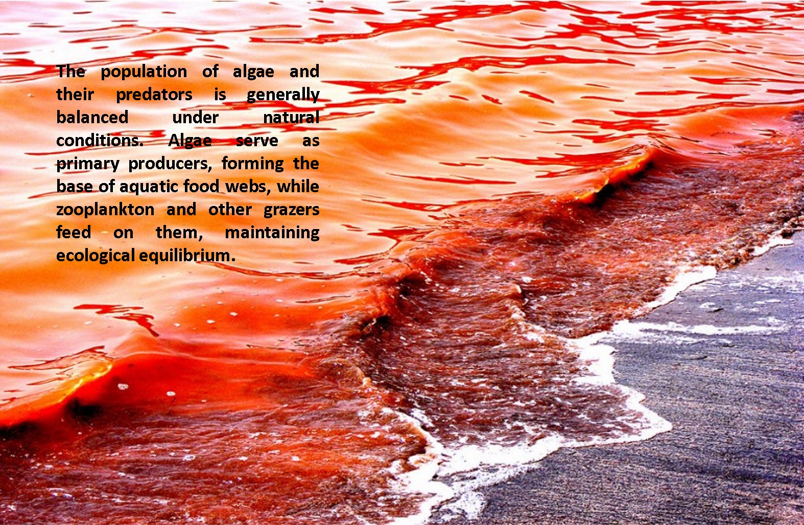Orange Algae Bloom