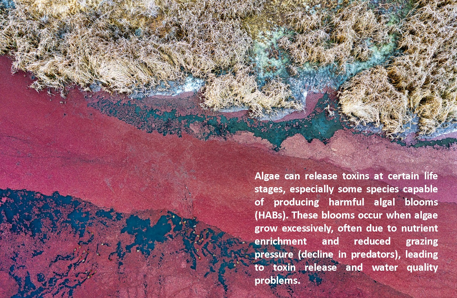 Red Algae Bloom