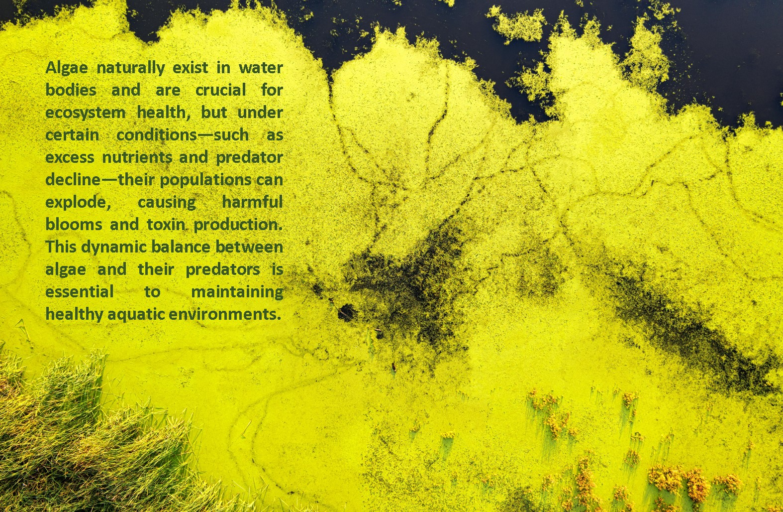 Yellow Algae Bloom